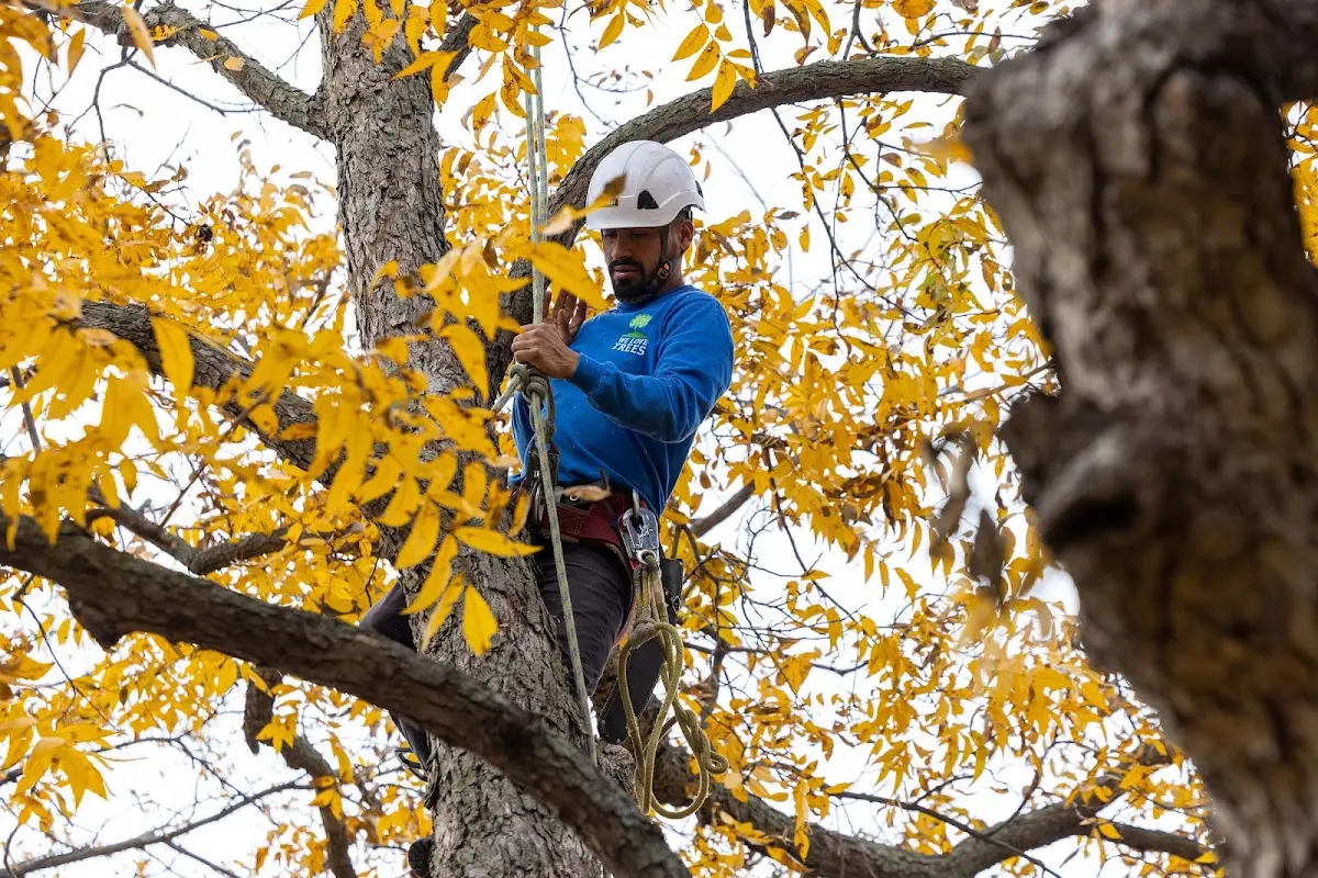 Skilled Storm Damage Cleanup crew working in Grapevine