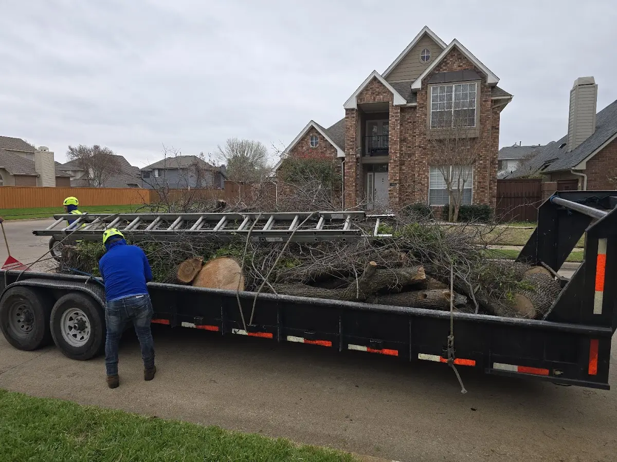 Expert Tree Removal with proper safety equipment in Grapevine